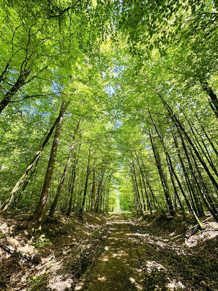 Sentier en forêt sous les hêtres