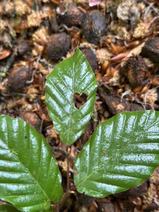Jeunes feuilles de hêtre sur le sol de la forêt