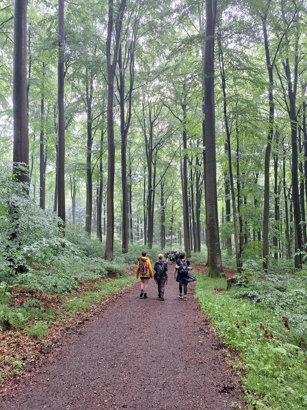 Groupe en marche sur un chemin forestier, entre les hêtres